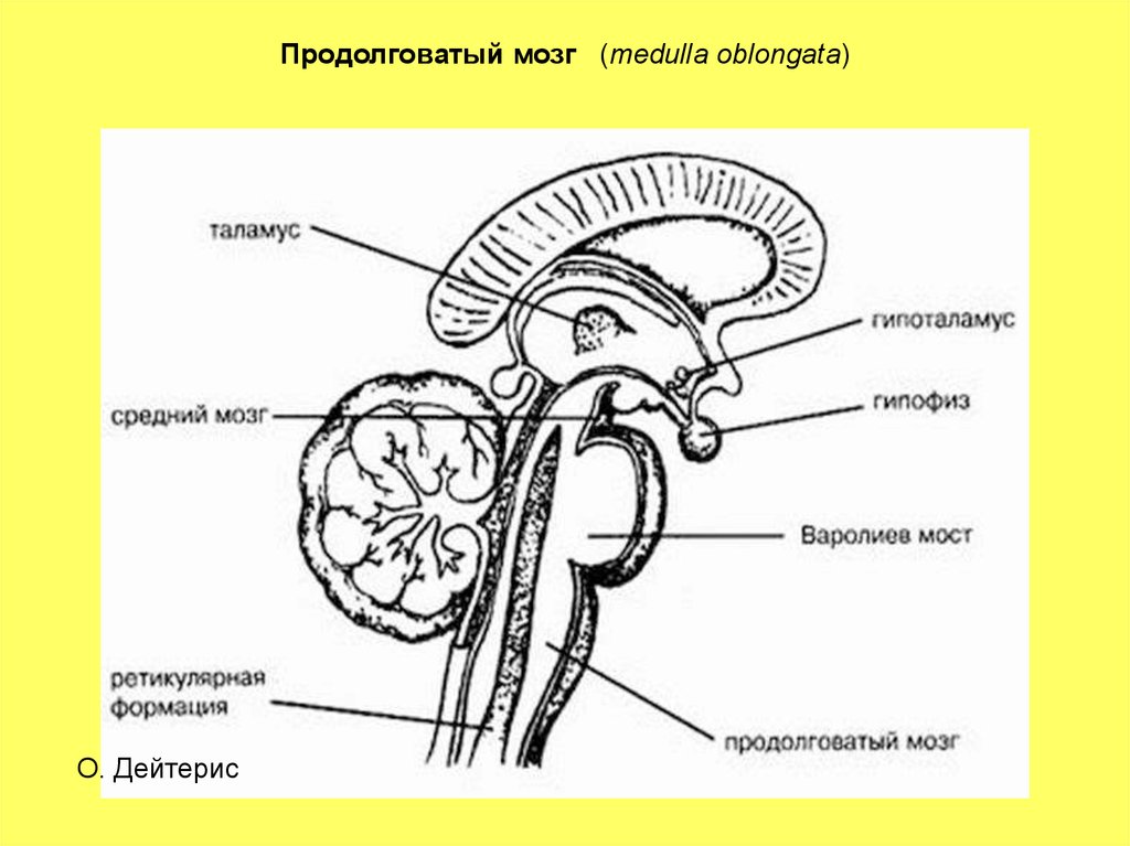 Схема стволовой части мозга