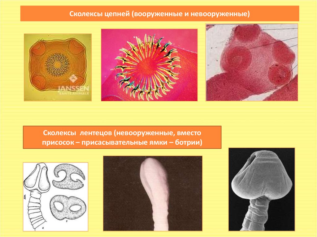 Сколексы цестод. Сколексы свиного и бычьего цепня. Сколекс невооруженного цепня.