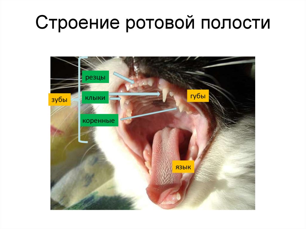 Органы чувств на голове млекопитающих