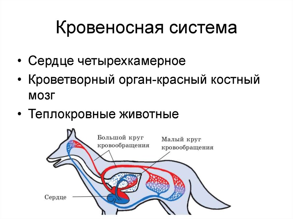Характерные особенности органов кровообращения млекопитающих