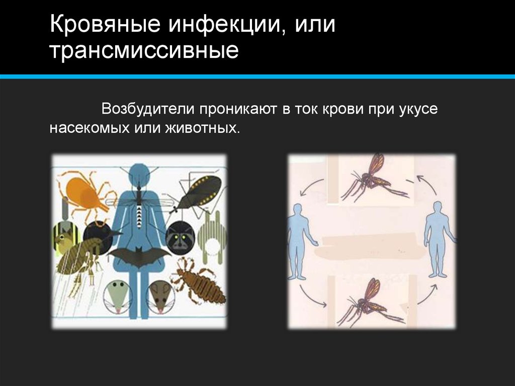 B трансмиссивные инфекции