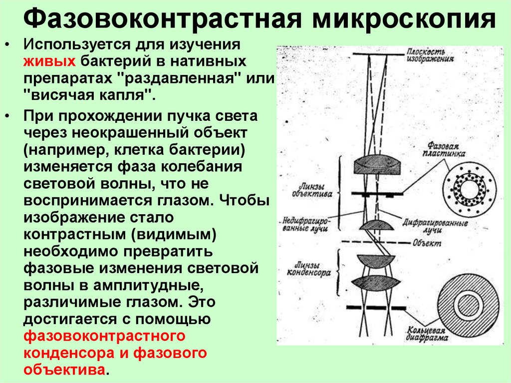 Применение метода микроскопии. Фазово-контрастная микроскопия микробиология. Фазово-контрастная микроскопия принцип. Фазово-контрастная микроскопия бактерии. Принцип фазово контрастной микроскопии микробиология.