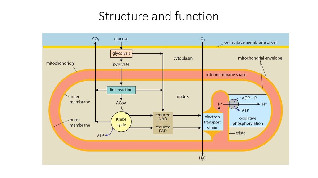 Structure and function