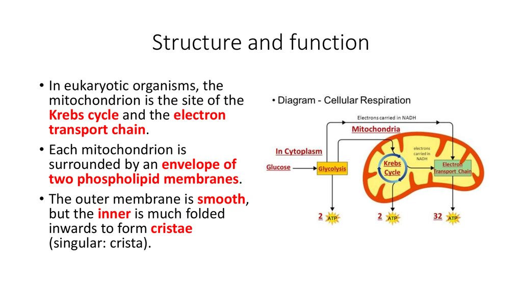 mitochondrial structure and function ppt