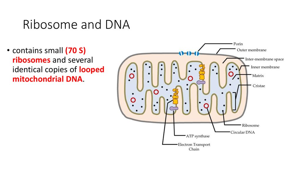 Dna перевод