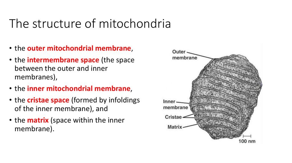 The mitochondrial structure and processes of cellular respiration