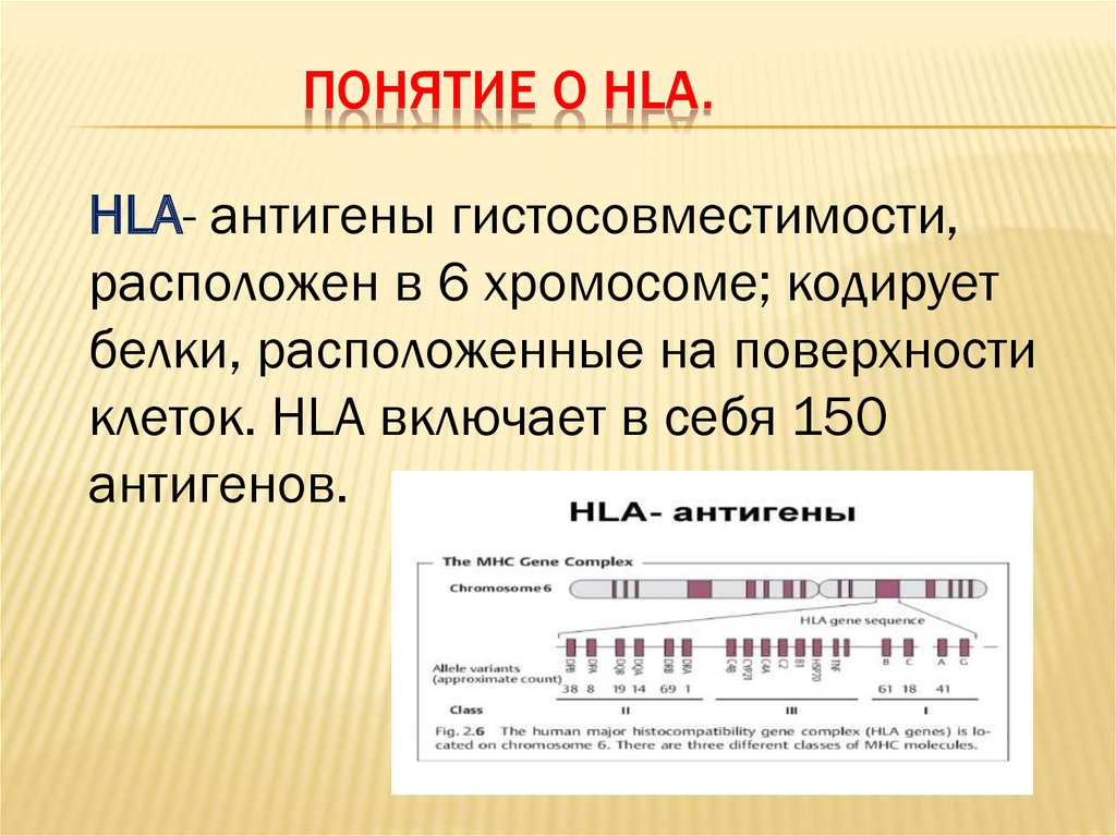 Гистосовместимость супружеской пары по hla антигенам