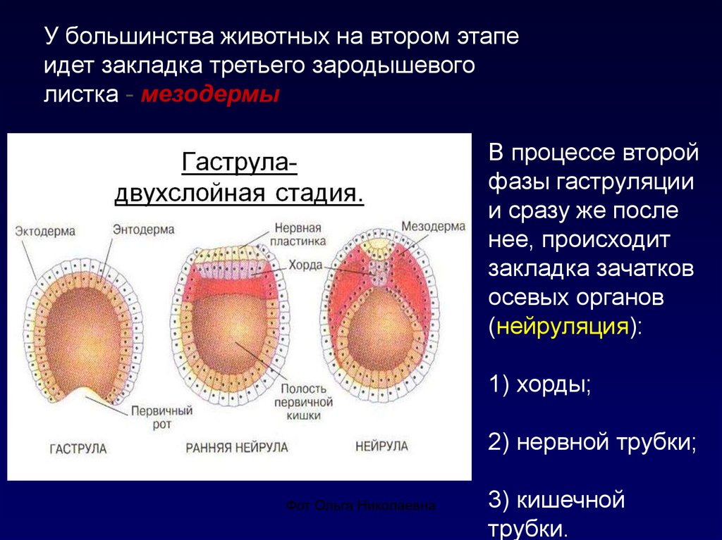 Стадия двухслойного. Гаструла осевых зачатков. Закладка мезодермы третьего зародышевого листка. Гаструляция и закладка осевых органов. Бластуляция и гаструляция.