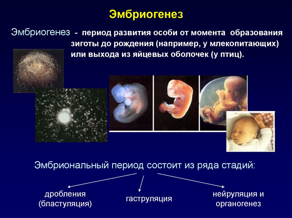 Развитие организма после рождения. Периоды эмбриогенеза человека. Периодизация эмбриогенеза человека. Биология 9 класс эмбриональный период развития. Онтогенез эмбриональный период развития.