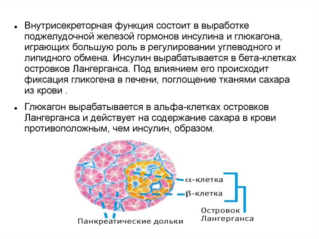 Какая железа вырабатывает инсулин. Бета клетки островков Лангерганса вырабатывают гормон. Глюкагон Альфа клетки остравка Лангерганса. Глюкагон вырабатываемый клетками островков Лангерганса. Альфа клетки поджелудочной железы вырабатывают гормон.