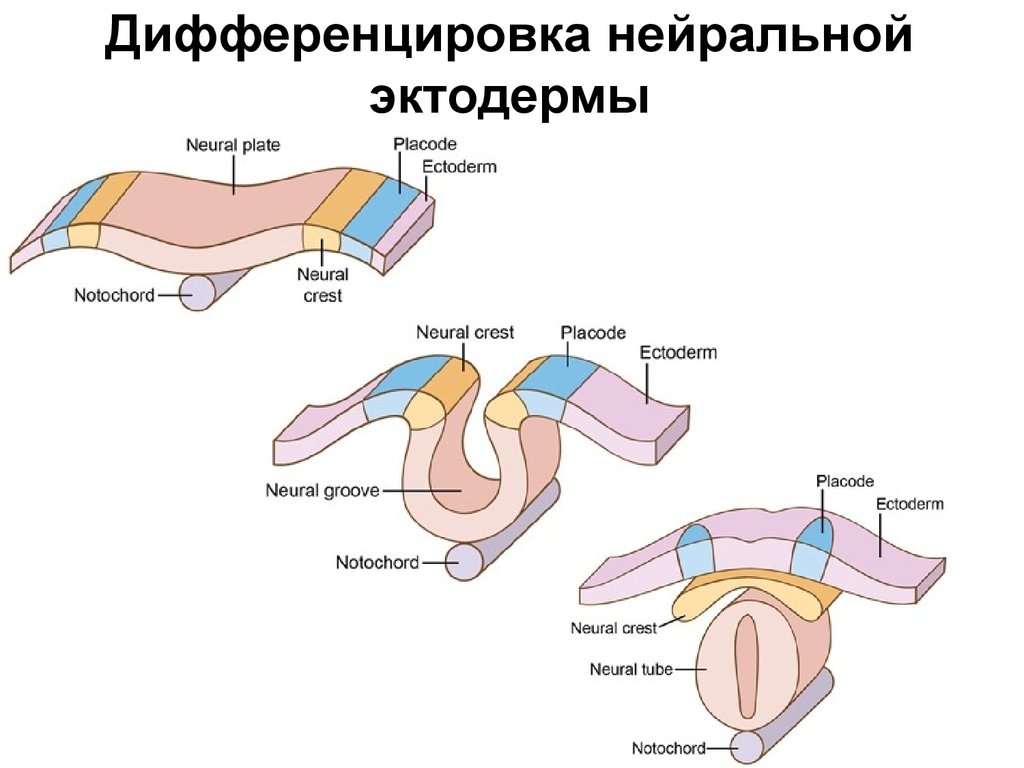 Схема дифференцировки нейрального зачатка