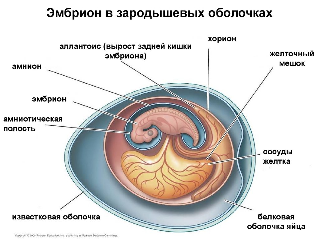Alimentos para favorecer implantacion embrion