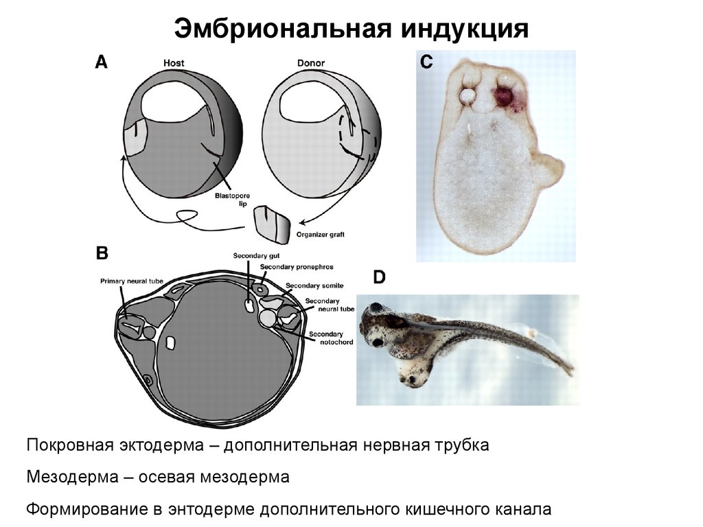 Эмбриональная индукция. Ганс Шпеман эмбриональная индукция. Опыты Шпемана по эмбриональной индукции. Первичная эмбриональная индукция гистология. Индукция в эмбриологии.