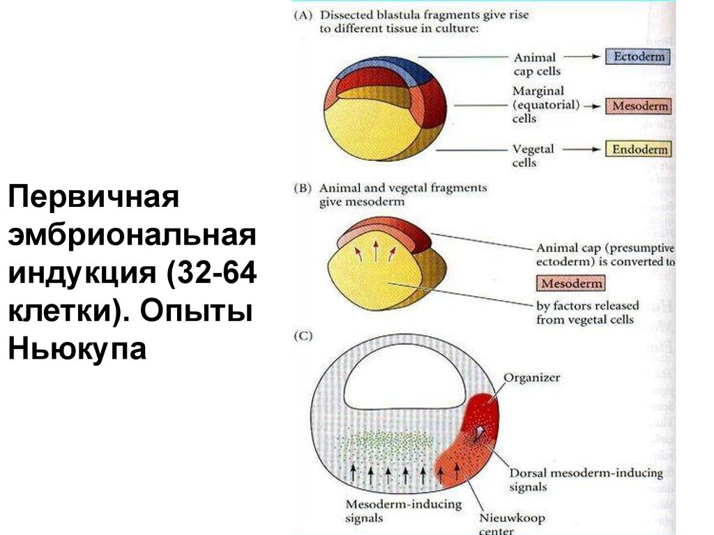 Карта презумптивных зачатков птиц