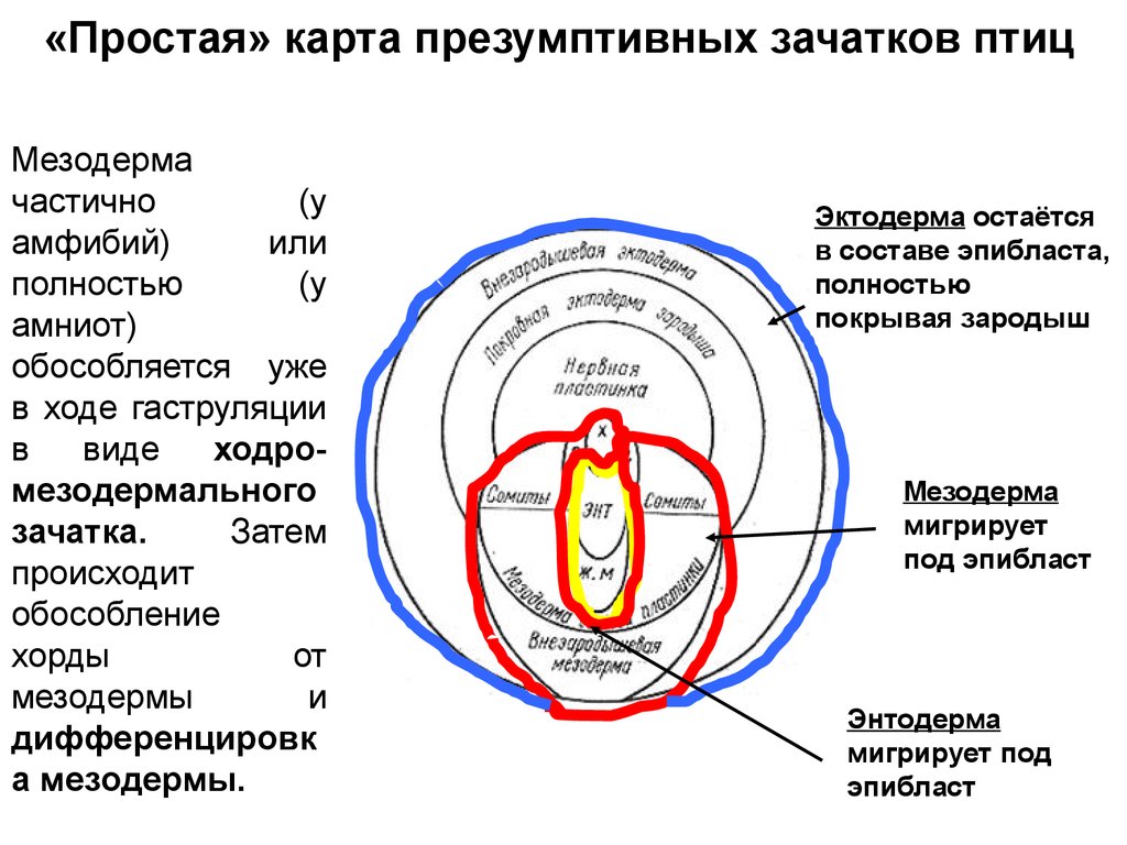 Карта презумптивных зачатков птиц