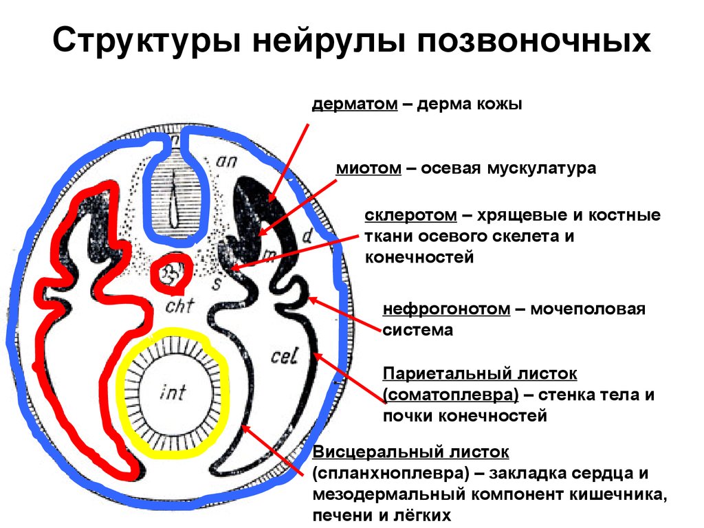 Следующее строение. Структура позвоночных животных нейрула. Нейрула у позвоночных. Зародыш склеротом дерматом миотом. Дерматом миотом склеротом.