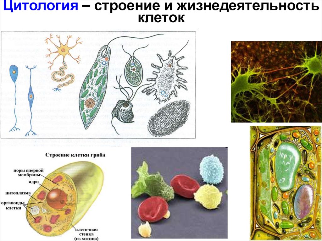 Цитология наука о клетке презентация 9 класс