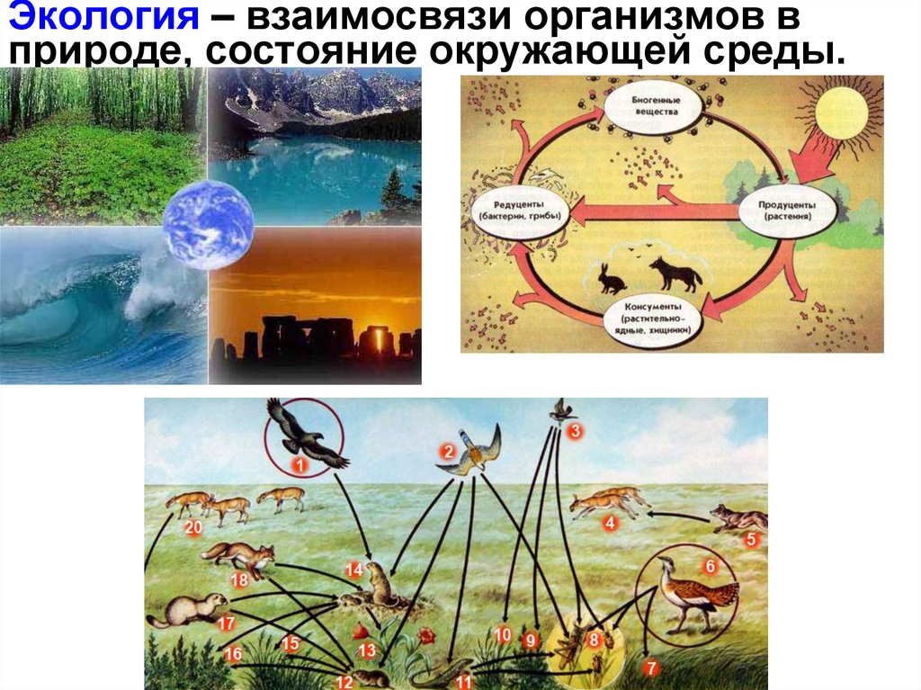 Экология окр мир 3. Взаимосвязи организмов и окружающей среды. Взаимосвязи в природе. Связь организма с окружающей средой. Экологические взаимосвязи.