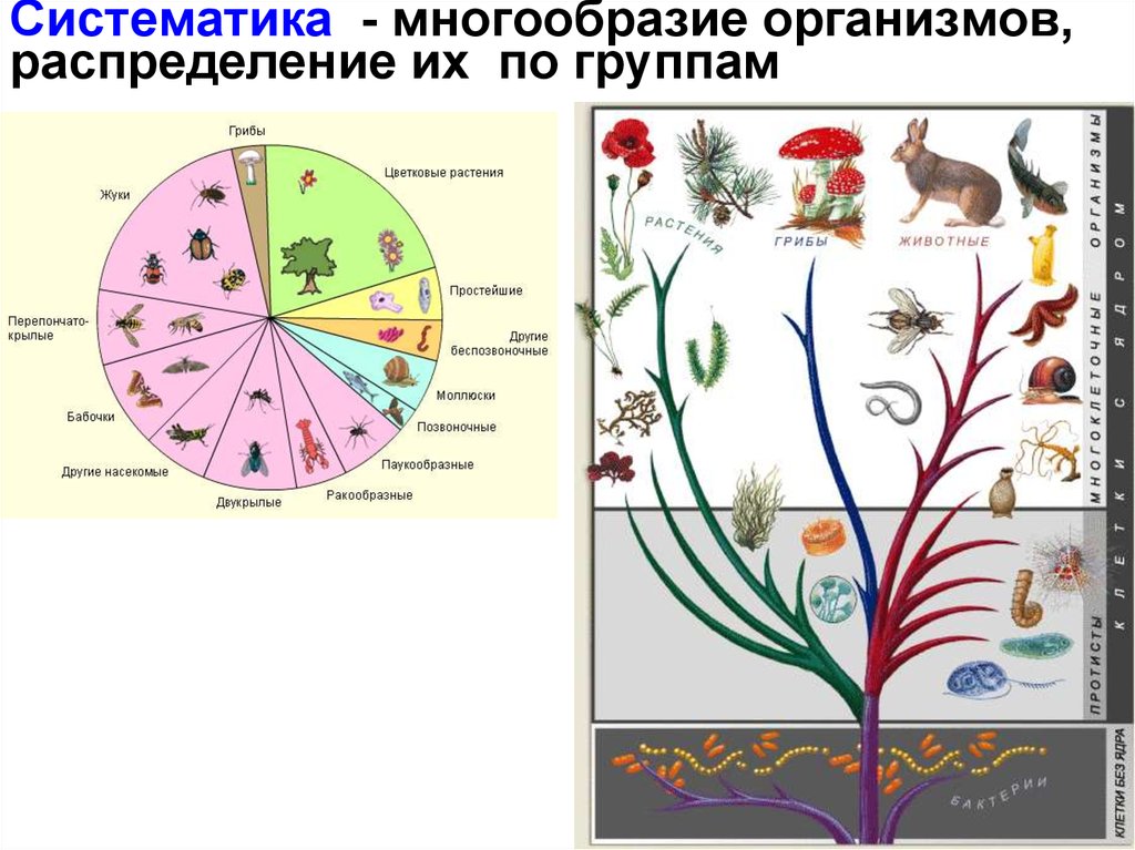 Категория группы организмов