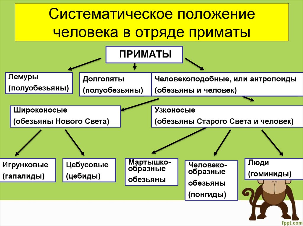 Признаки человека биология 8 класс. Отряд приматы классификация. Систематика приматов. Систематическое положение человека в отряде приматов. Отряд приматы систематика.