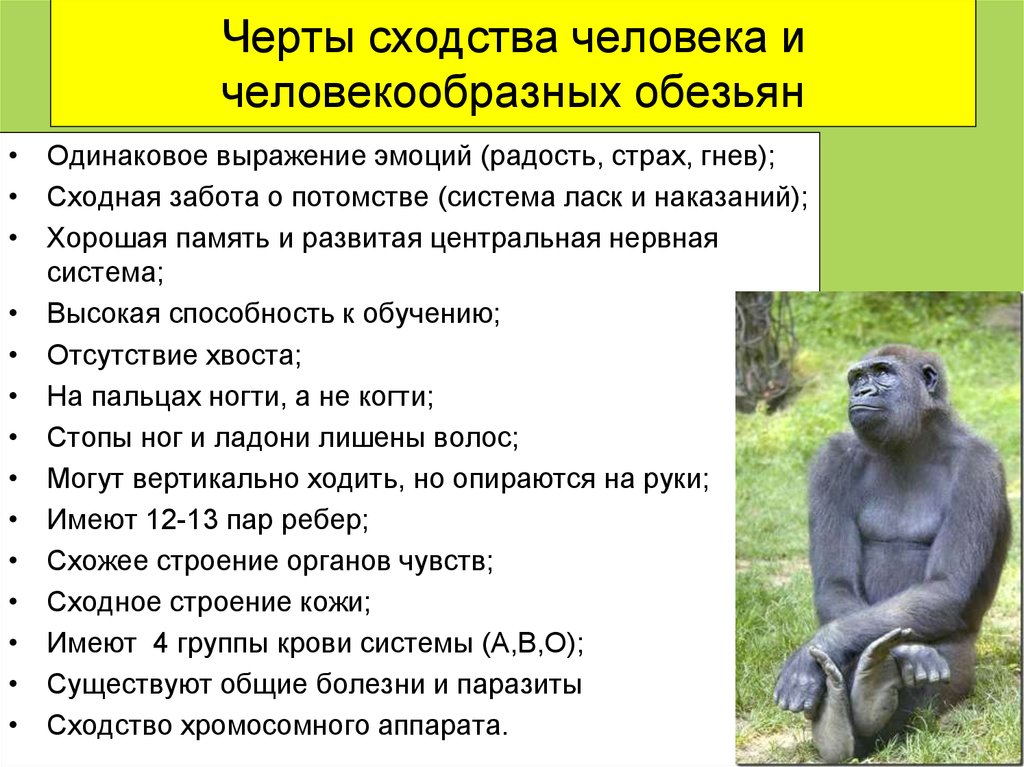 Шимпанзе отличается от человека