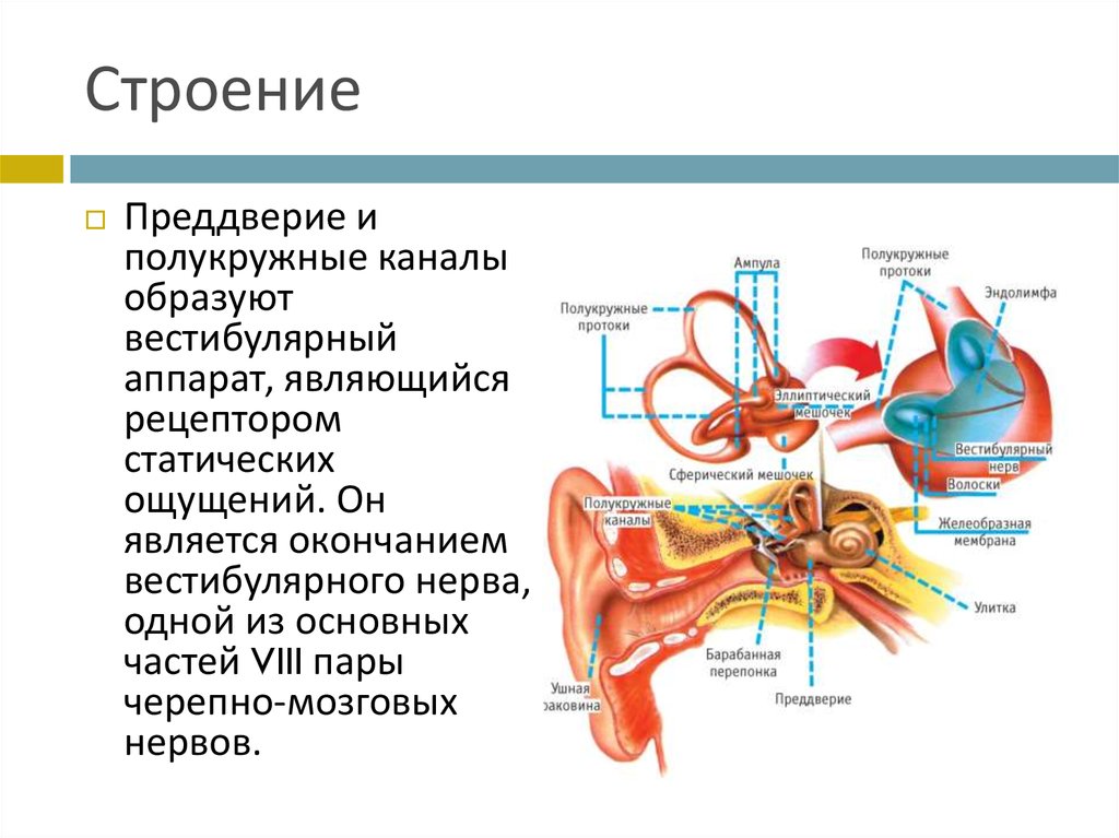 Преддверие это. Преддверие и полукружные каналы. Строение преддверия. Строение преддверия и полукружных каналов. Преддверие вестибулярного аппарата.