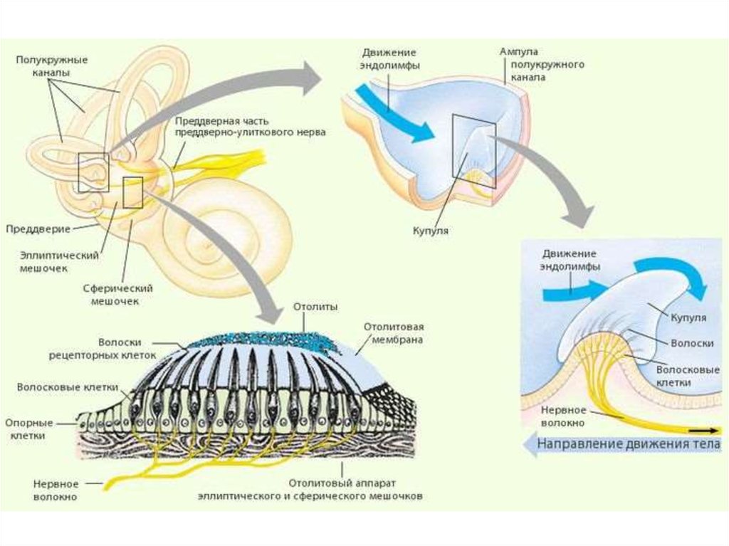 Вестибулярный анализатор схема строения