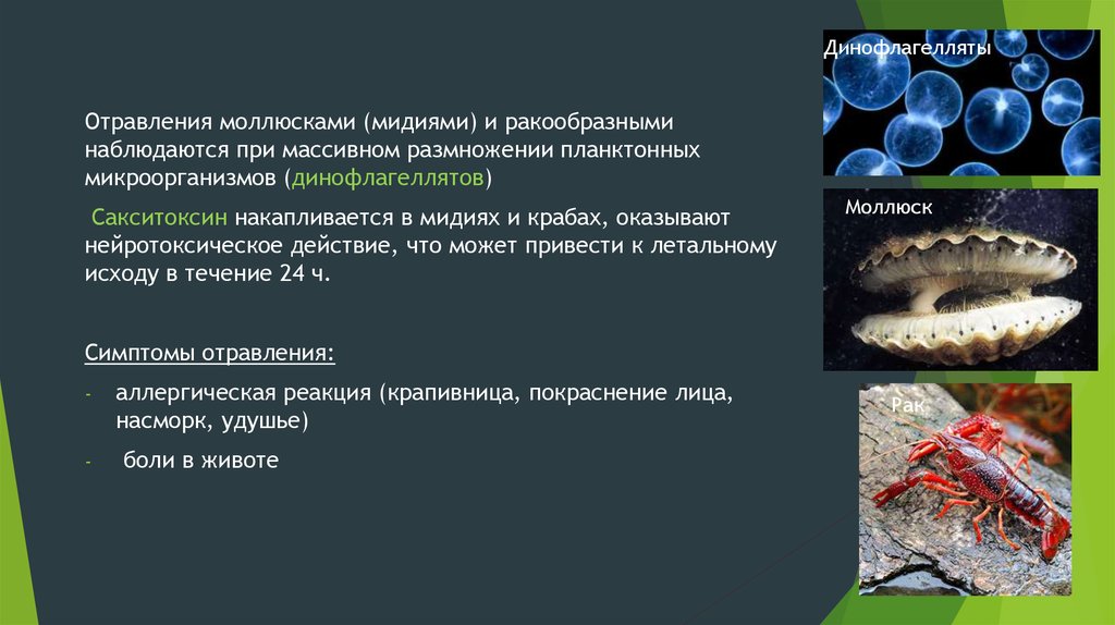 Токсины животного происхождения. Отравление моллюсками. Отравление мидиями. Двустворчатые моллюски отравление.