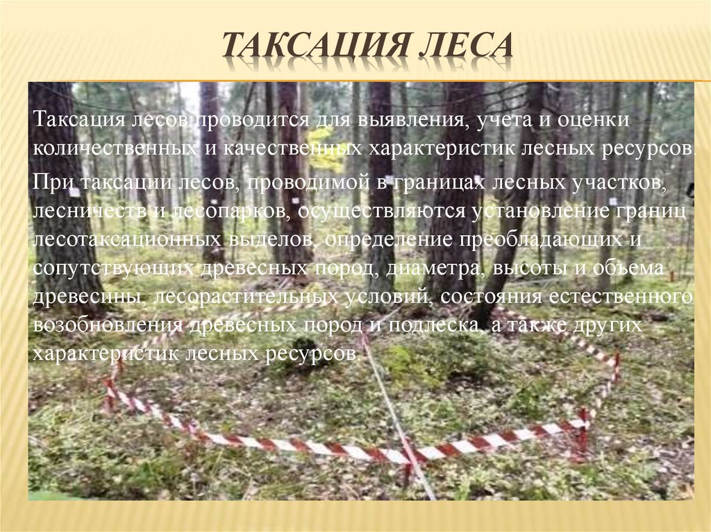 Таксация леса это