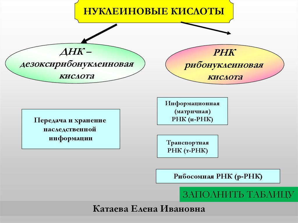 Днк рнк егэ. Строение ДНК И РНК подготовка к ЕГЭ. Молярная масса ДНК И РНК.