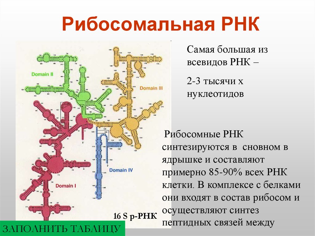 Пространственная структура рнк