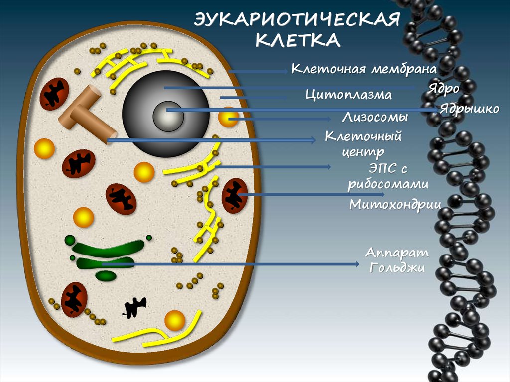 Пластиды прокариот. Лизосомы ядро цитоплазма. Строение эукариотической мембраны. Строение лизосомы эукариотической клетки. Аппарат Гольджи структуры эукариотической клетки.
