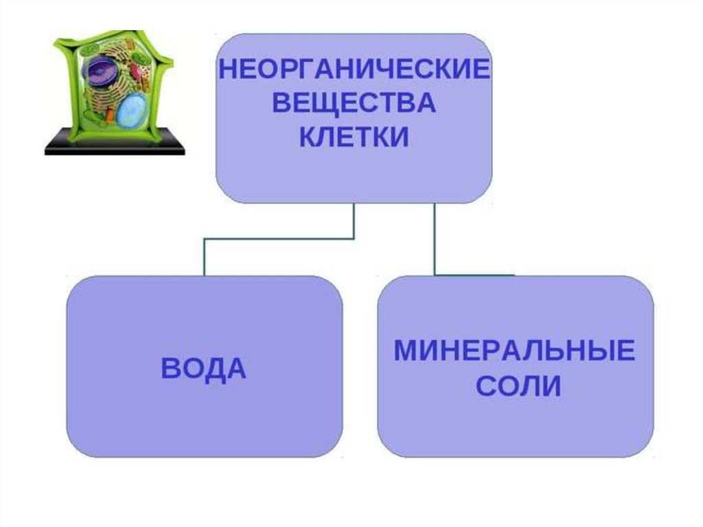 Химический состав органических и неорганических веществ. Неорганические вещества клетки. Неорганические соединения клетки. Вещества клетки 5 класс. Неорганические вещества клетки 5 класс.