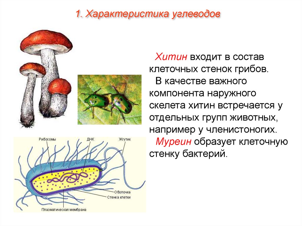 Состав гриба белок