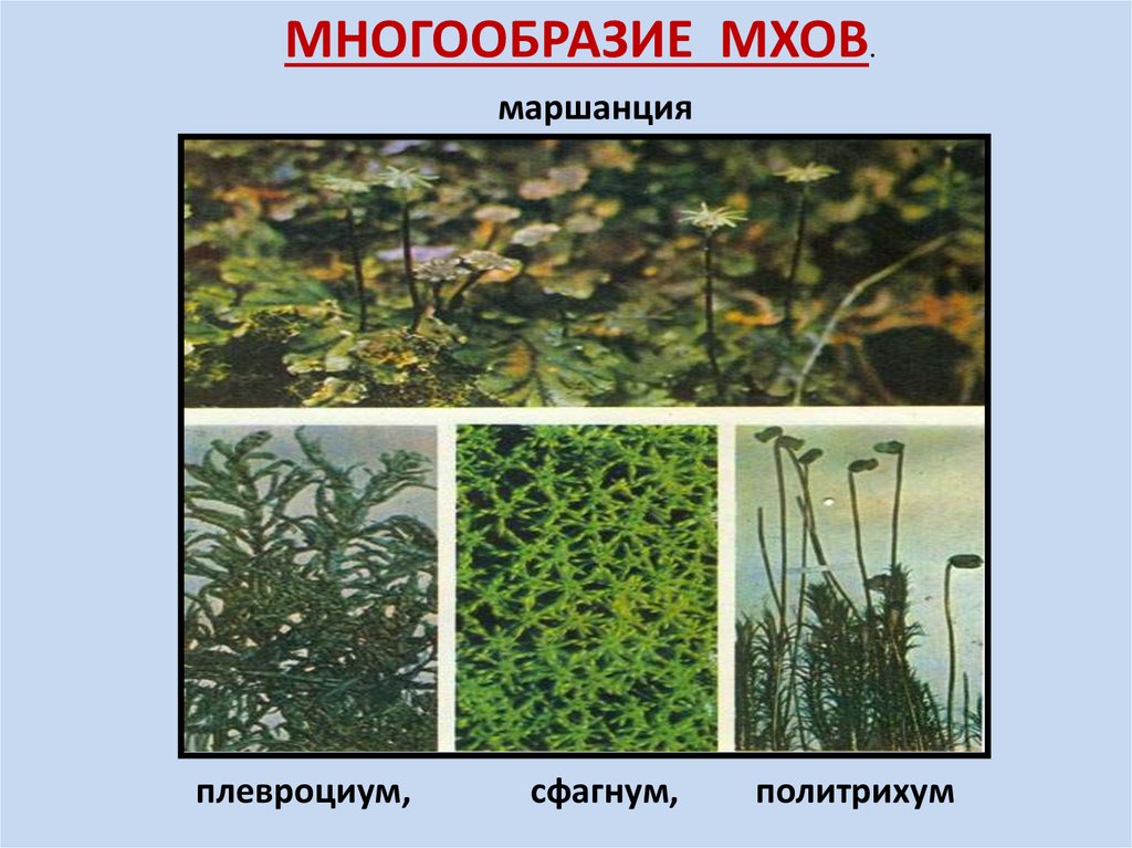 Моховидные растения примеры названия