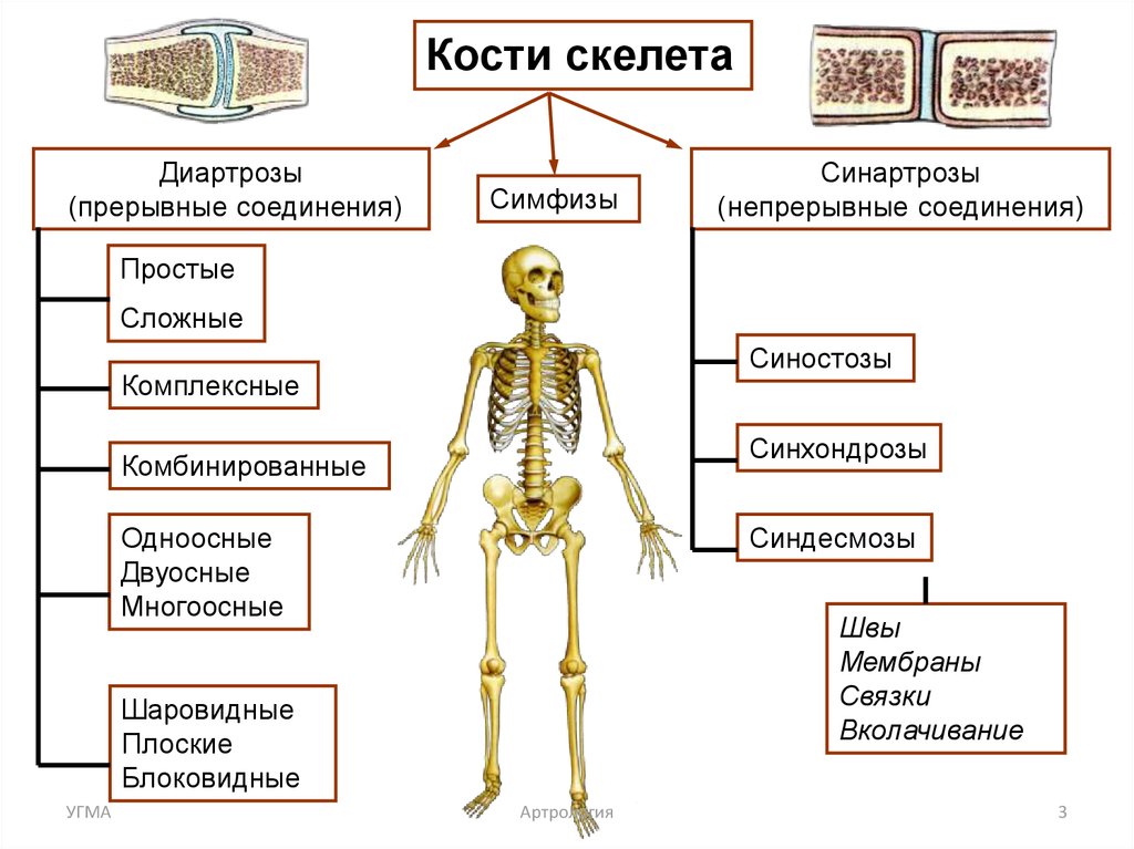 Особенности соединений скелета. Синартрозы синхондрозы. Соединение костей скелета человека. Непрерывные соединения костей синдесмозы синхондрозы синостозы. Соединения костей непрерывные соединения синдесмозы.