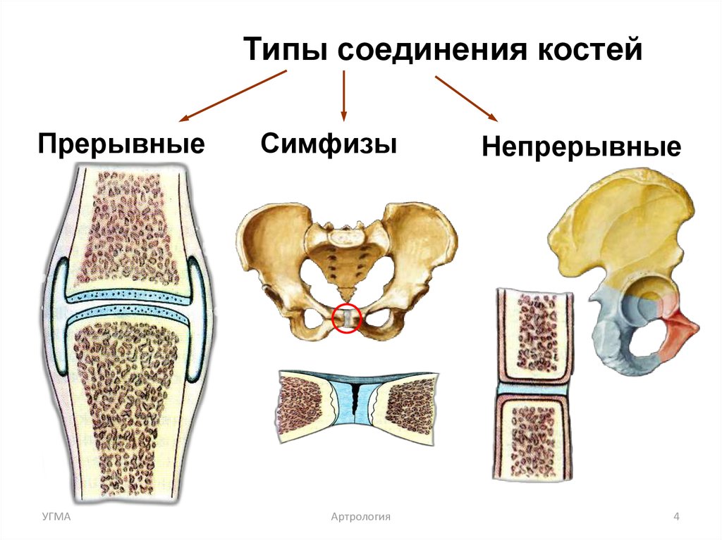 Типы соединения костей сустав. Соединение костей человека непрерывные прерывные. Классификация соединений костей скелета. Синдесмология, соединение костей. Типы соединения костей непрерывные прерывные.