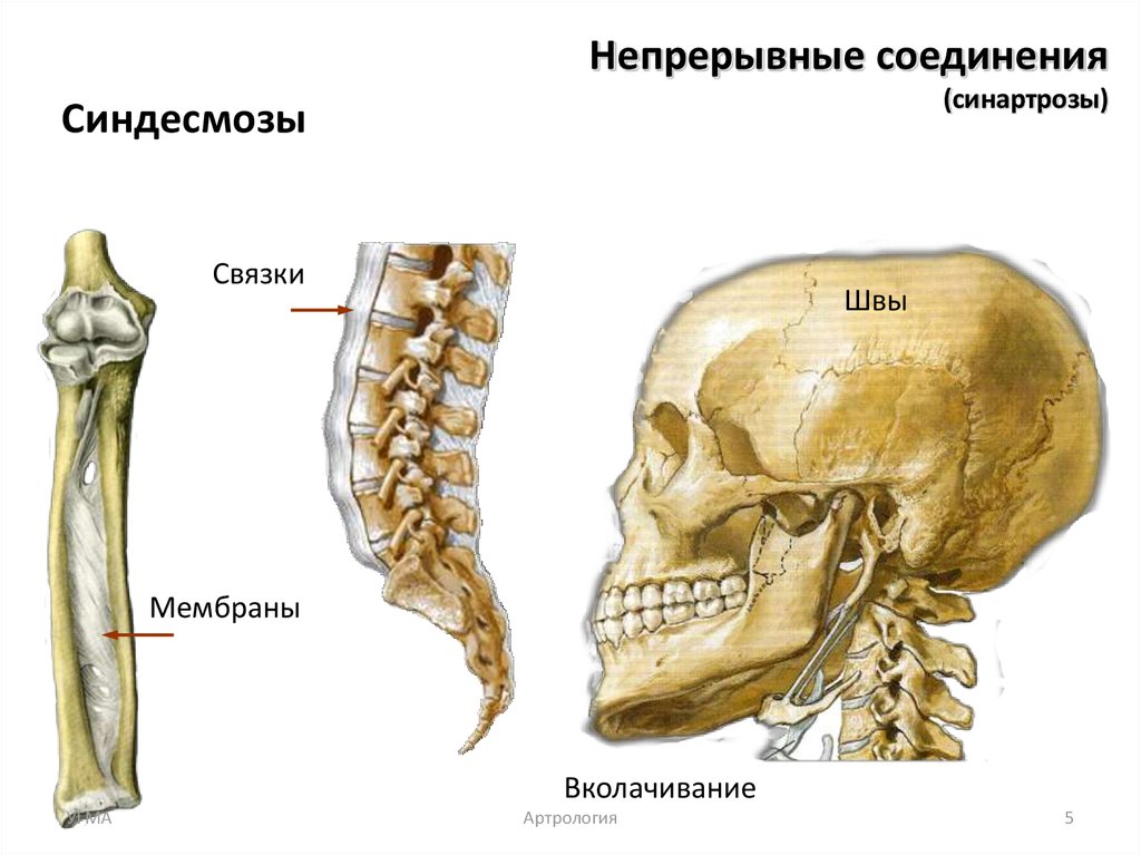 Соединения костей таза с позвоночником