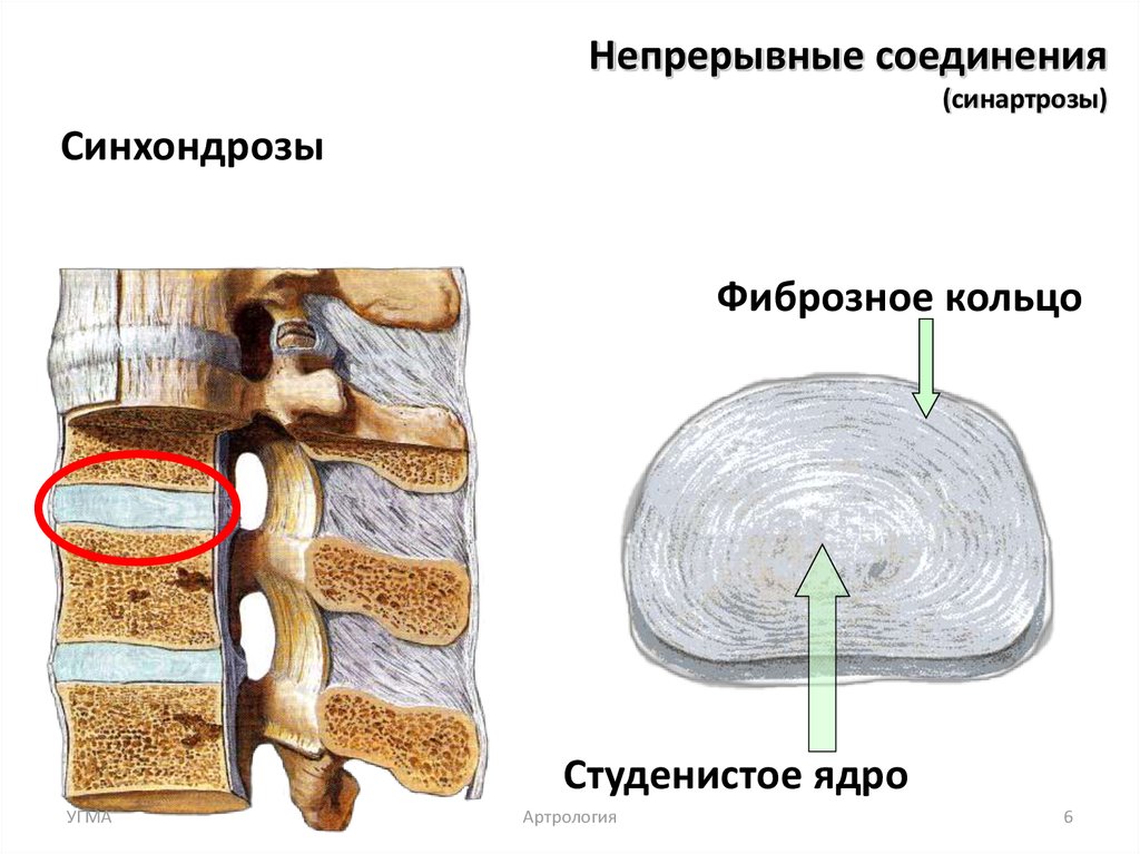 Типы соединения костей грудного отдела