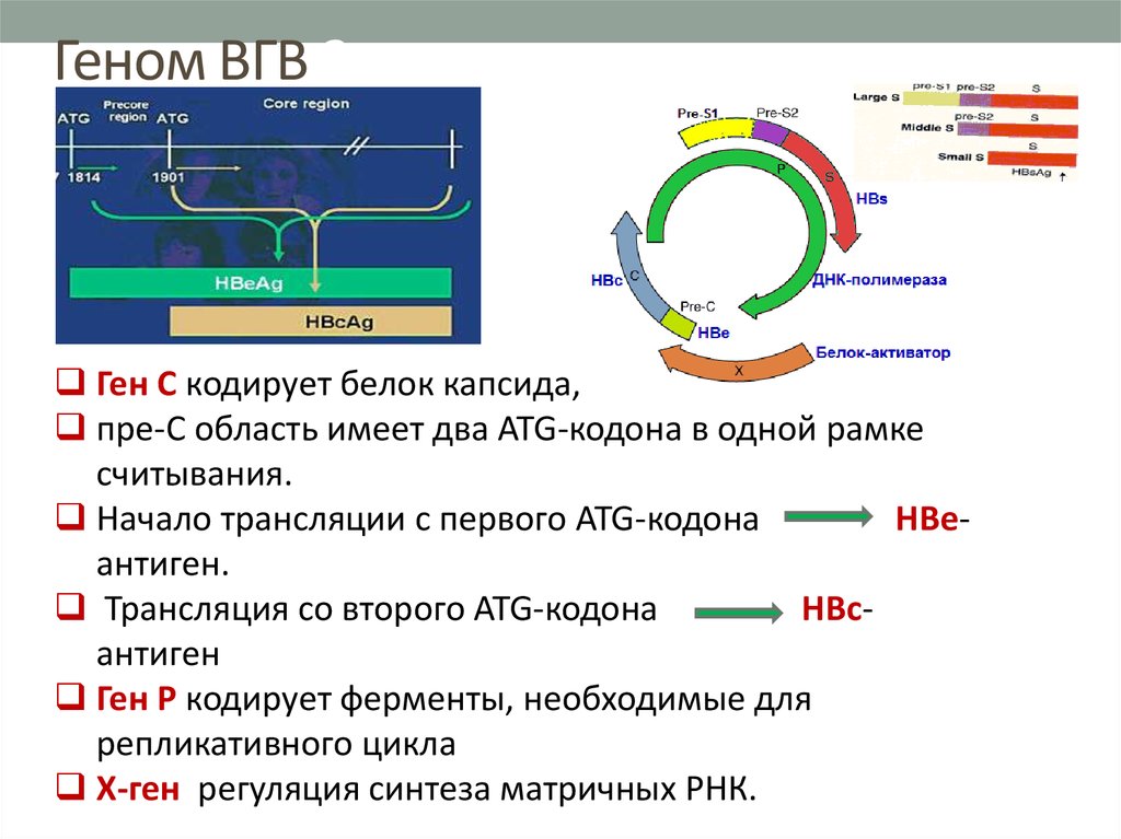 Вгв пцр