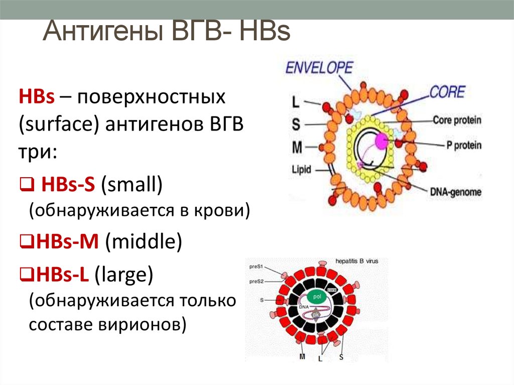 Антигену вируса гепатита в hbsag. Вирус гепатита б антигенная структура. Строение вируса гепатита в антигены. Антигены вируса гепатита с. Строение вируса гепатита b.