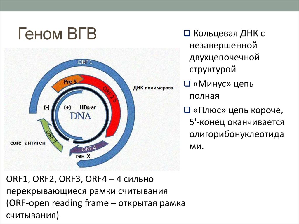 Вгв автомобиль