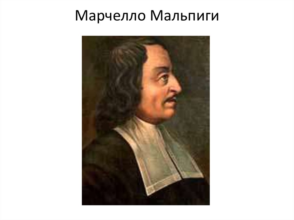 Наука о тканях мальпиги и грю. Марчелло Мальпиги (1628—1694). Марчелло Мальпиги итальянский биолог. М. Мальпиги (1628 — 1694). Марчелло Мальпиги достижения.