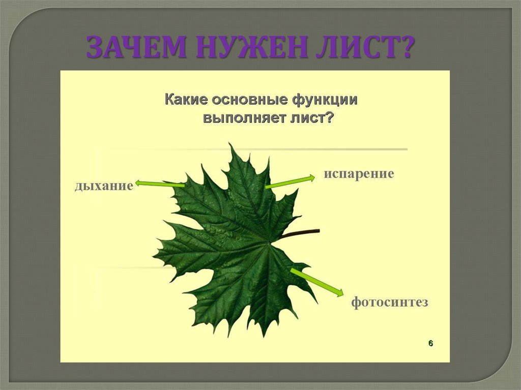 Лист биология 6 класс кратко. Строение листа клена. Лист и его функции. Лист строение и функции. Лист по биологии.