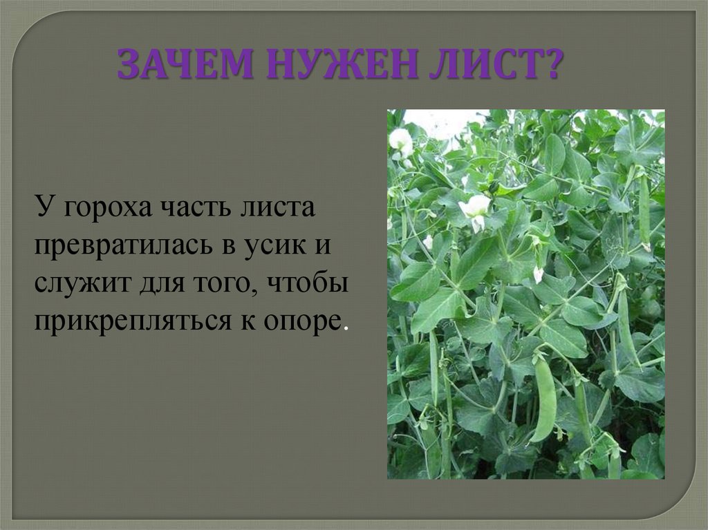 Какие листья нужны. Лист гороха. Усики гороха. Лист служит для. Строение листа гороха.