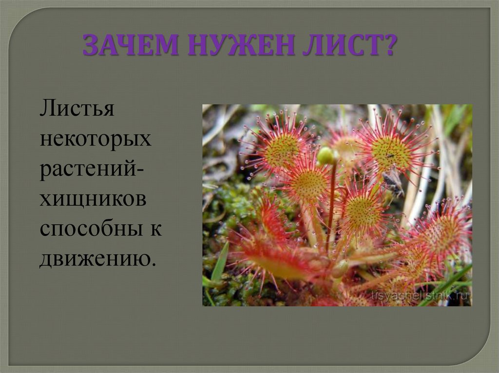 Зачем нужны растения. Зачем нужны листья. Растения способные к движению. Для чего растениям нужны листья. Листья некоторых растений.