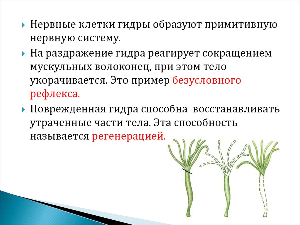 Тест по биологии 7 класс тип кишечнополостные. Нервные клетки гидры образуют. Жизненные формы гидры. У гидры нервные клетки образуются из. Мускульное волоконце гидры.