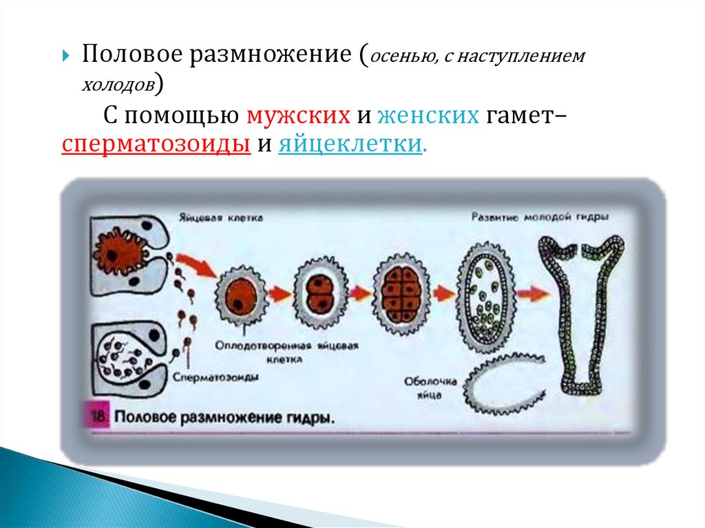 Размножение гидры