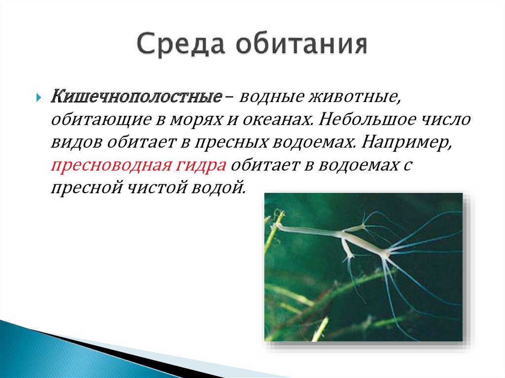 Пресноводная гидра имеет симметрию тела. Кишечнополостные обитают в _____ водоёмах. Среда обитания гидры. Обитают в пресных водоёма кишечнополостных. Виды кишечнополостных, обитающих в пресной воде.