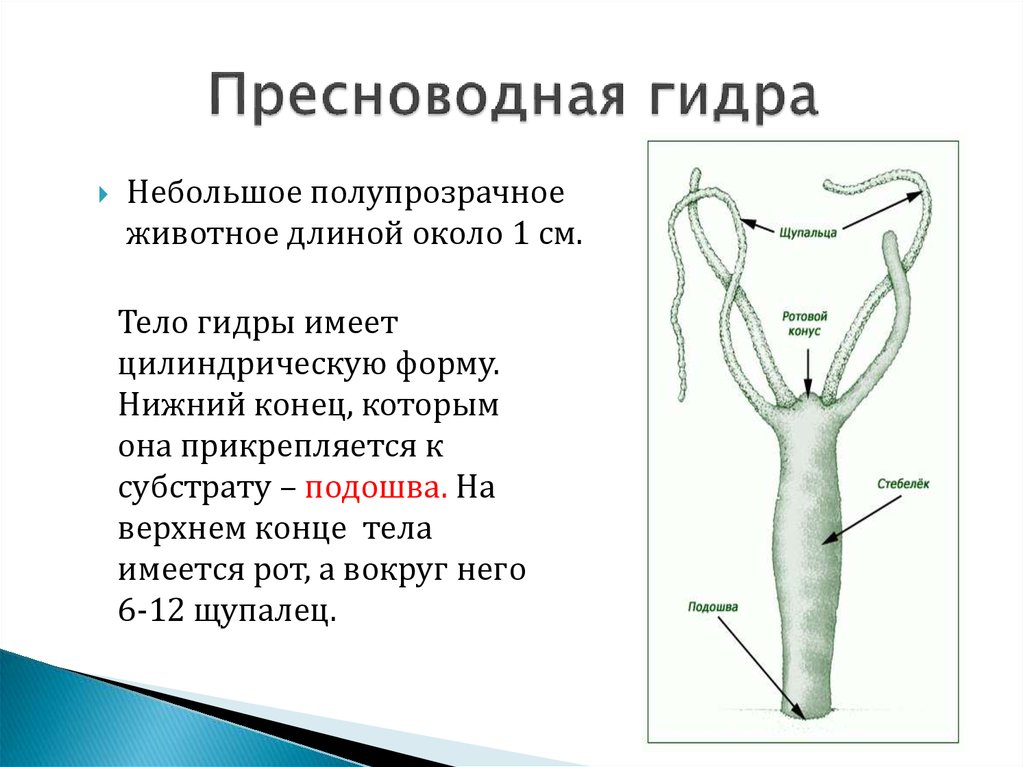 Питание гидры циклопами. Описание пресноводной гидры краткое. Гидра описание структуры. Гидра обыкновенная кратко. Пресноводный полип гидру описал.